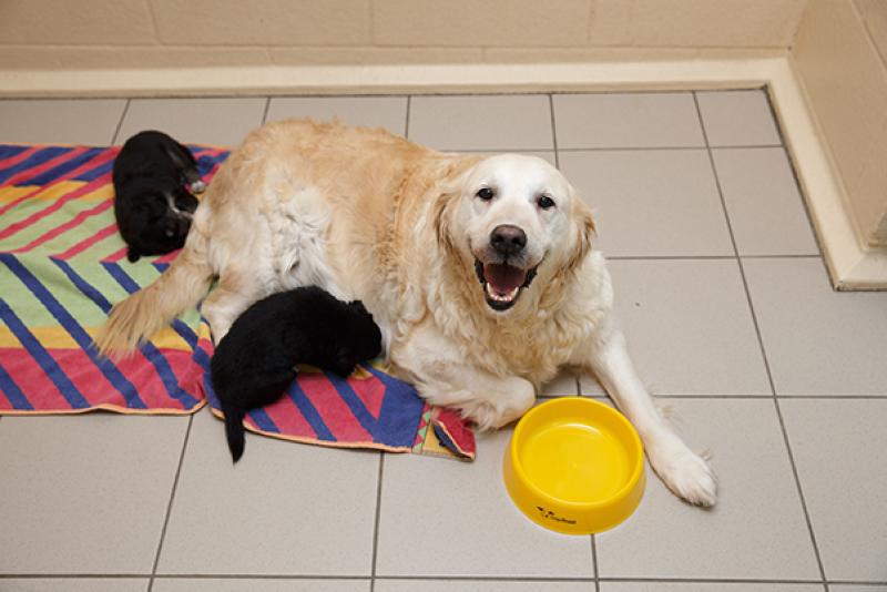 Dogs Trust launches ‘Nicer to Neuter’ campaign in a bid to decrease the unwanted dog population