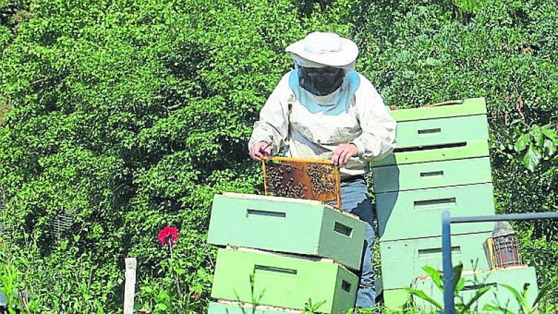 North Tipperary Beekeepers Association set to hold a beginners course this year