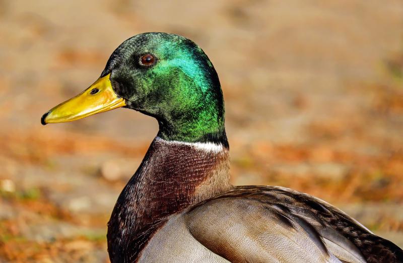 Love is in the water at Cabragh Wetlands