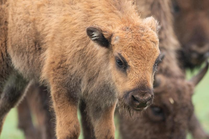 Baby European Bison Born at Fota Wildlife Park