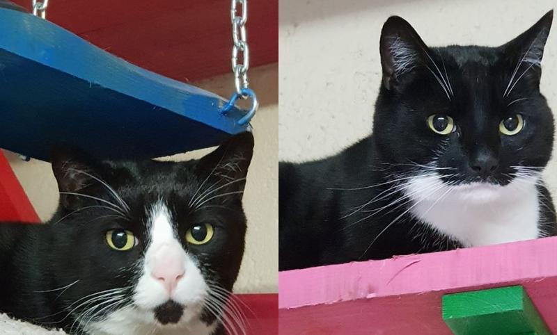  Mo Chara Animal Rescue: Ali and George, stunning feline friends need your help to find a forever home
