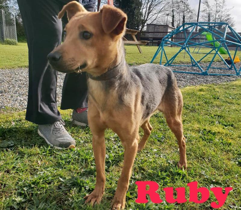 Mo Chara Animal Rescue:  Ruby, dumped puppies and an Easter Sunday walk