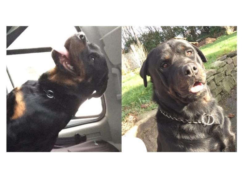 Beloved pets missing in Tipperary