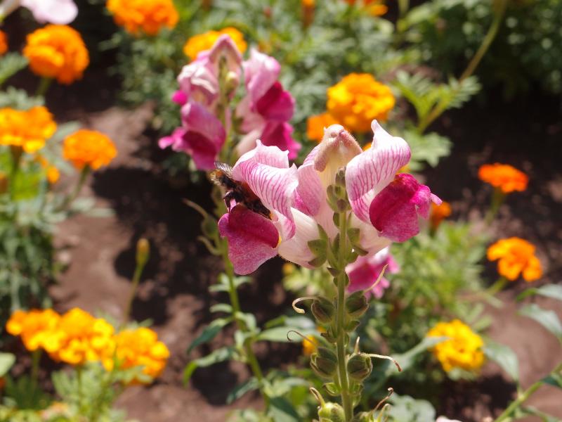 Gardening with James Vaughan: Growing flowers from seed