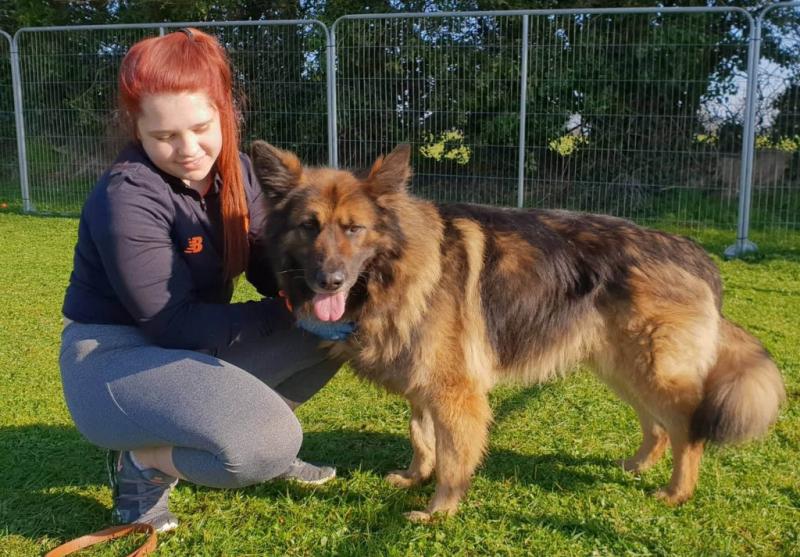 Mo Chara:  The German Shepherd Dog – more than just a herder!