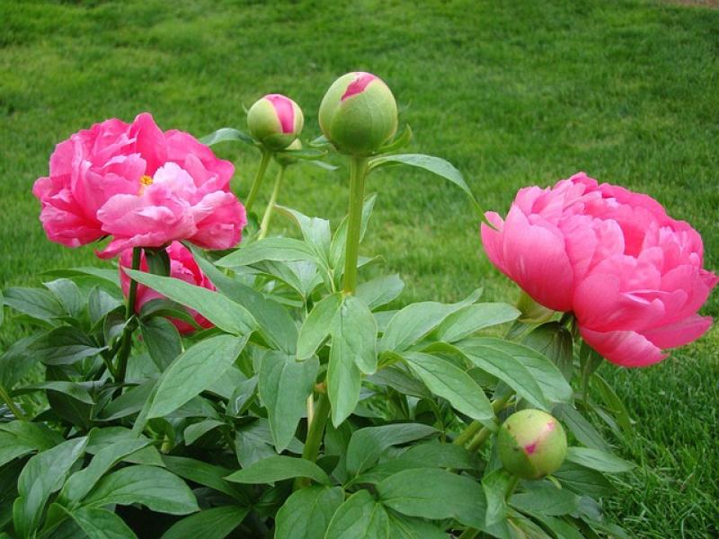 Gardening with James Vaughan: Gardens this week
