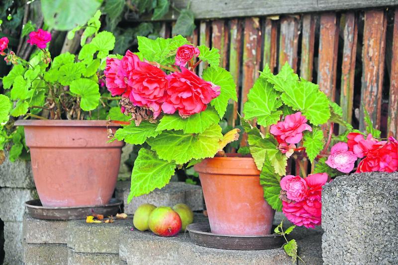 Gardening with James Vaughan: Keep gardening costs down