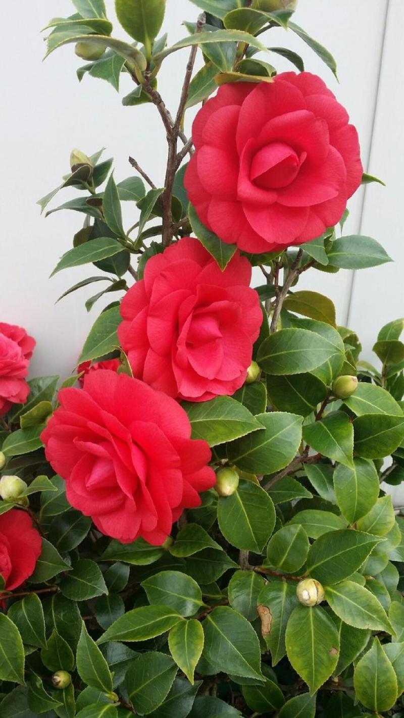 Gardening with James Vaughan: Give the gift of a flowering plant