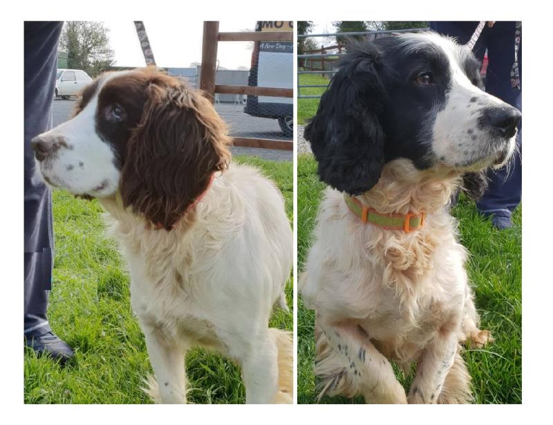 Mo Chara: Spring has sprung  - an admissions interview with Jingle and George