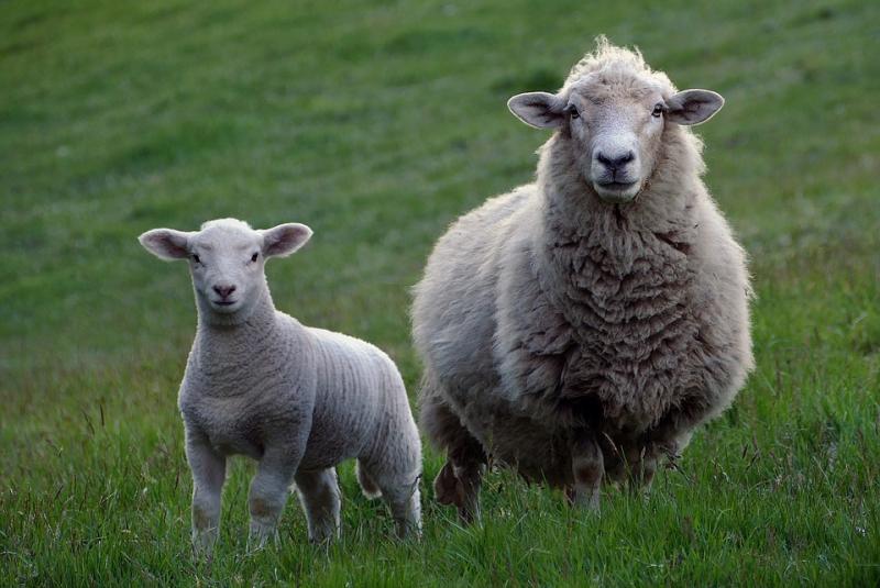 Warning issued to Tipperary farmers over predicted risk of infection in lambs 