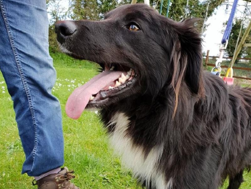 Mo Chara Animal Rescue: Handsome Henry
