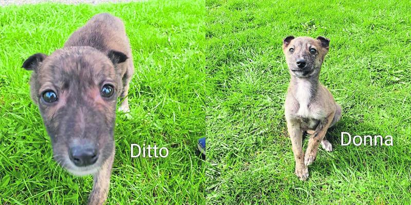 Ditto and Donna