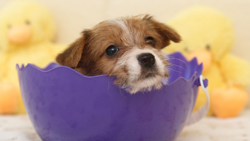 Shannon Airport to celebrate Dog Friendly Ireland Day