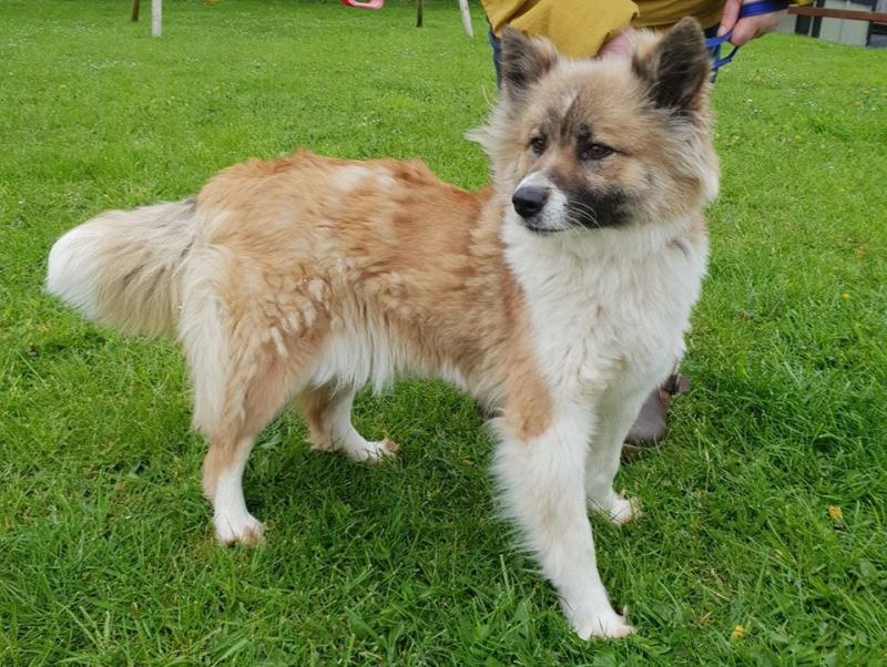 Mo Chara Animal Rescue: Super Siku