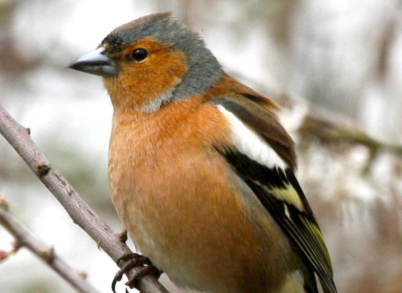 Nature dates for your diary