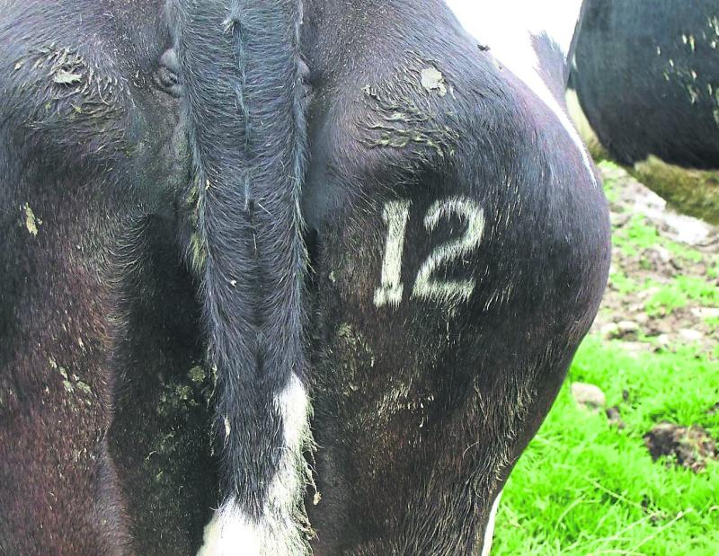 Tipperary farmers reminded now is the time to freeze brand