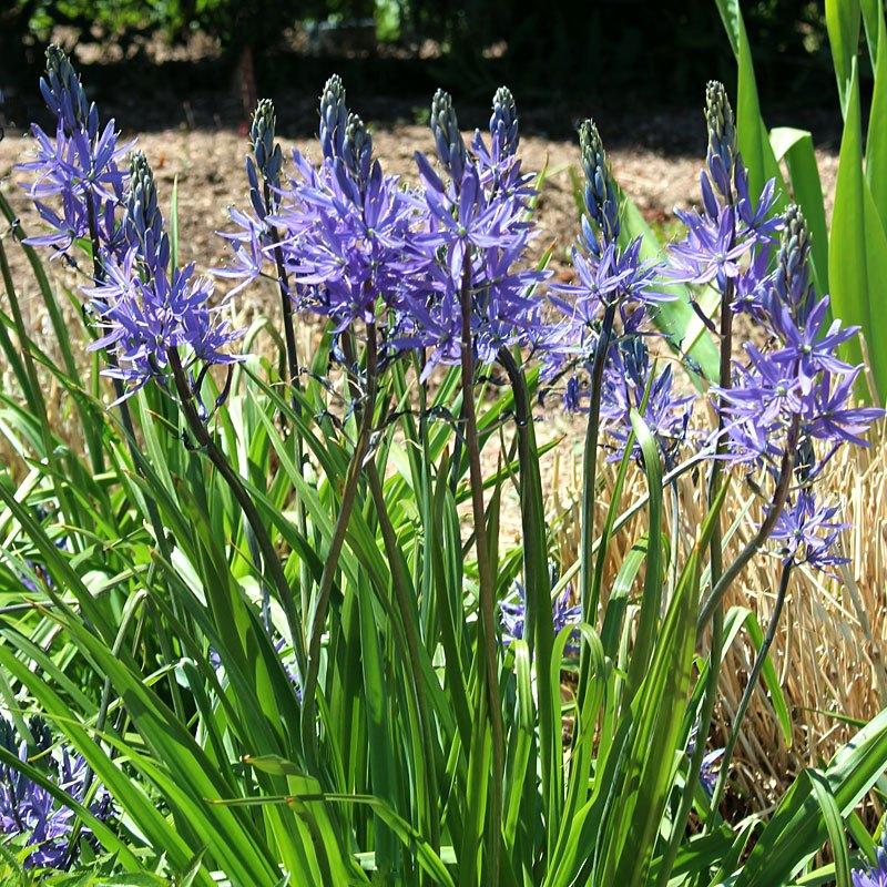 Gardening with James Vaughan: Plants come to life again after spring