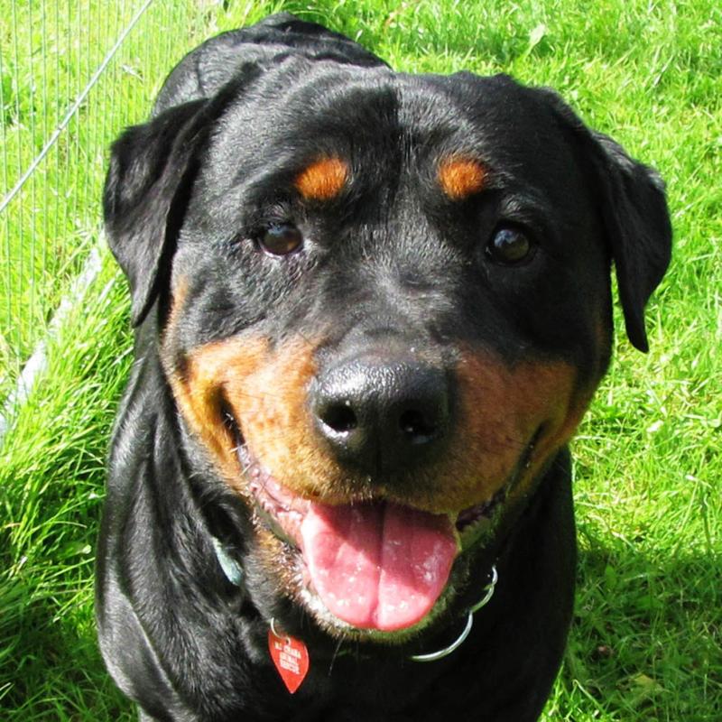 Mo Chara Animal Rescue:  Summer time skin care