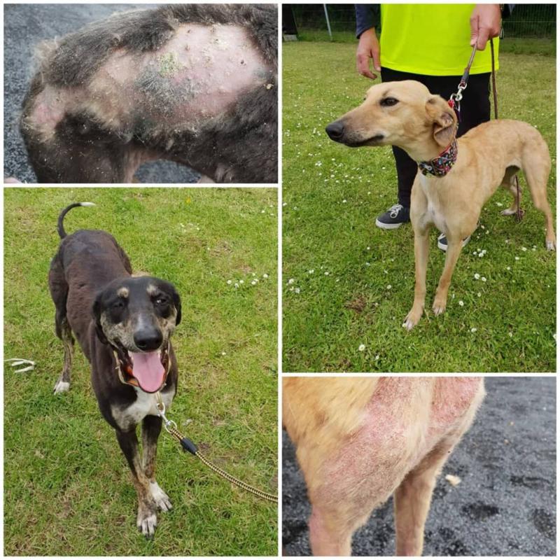 Mo Chara Animal Rescue:  Homes for Sasha & Anna 