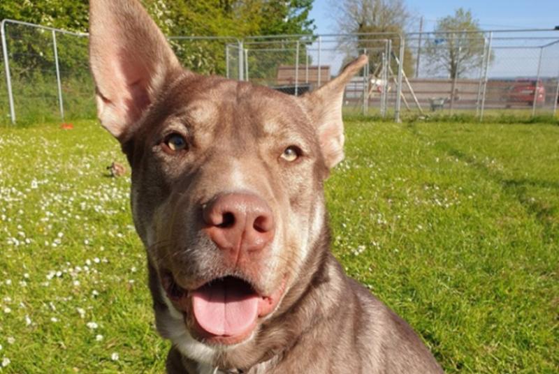 Mo Chara: Can you give Major the kind of home he deserves?