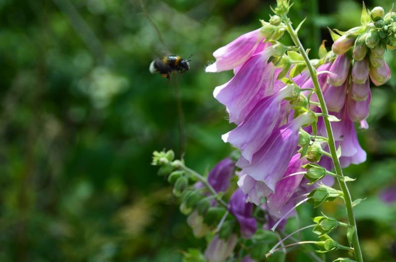 Nenagh and Roscrea to receive funding for sensory gardens