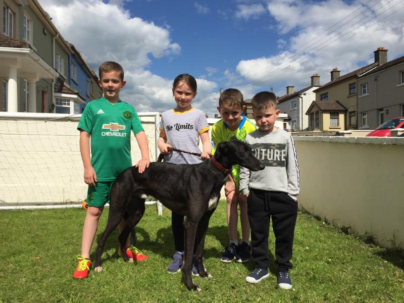 Retired greyhound Drive On Tipp has made a spot on the couch his own in the Hally family home in Cashel
