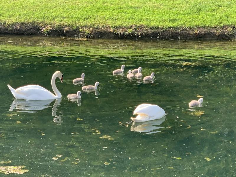 Former Tipperary farm leader says farmers can't be responsible for migratory birds