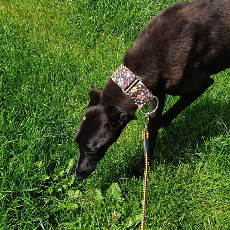 Mo Chara Animal Rescue: Tipperary’s Gem