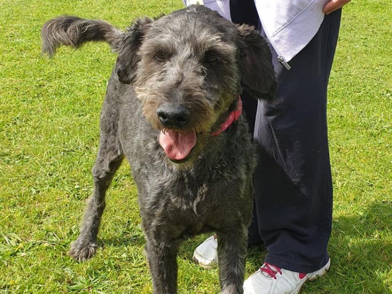 Mo Chara:  Pretty Labradoodle Poppy