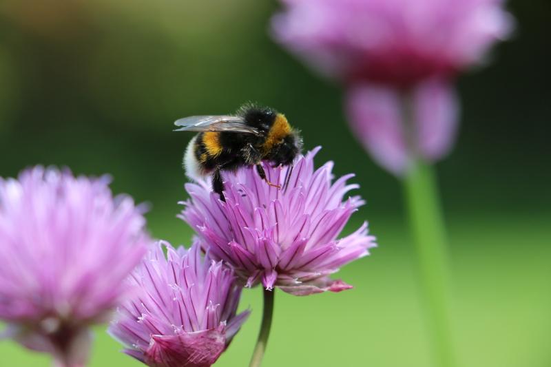 Gardening with James Vaughan: Bumble bees in abundance