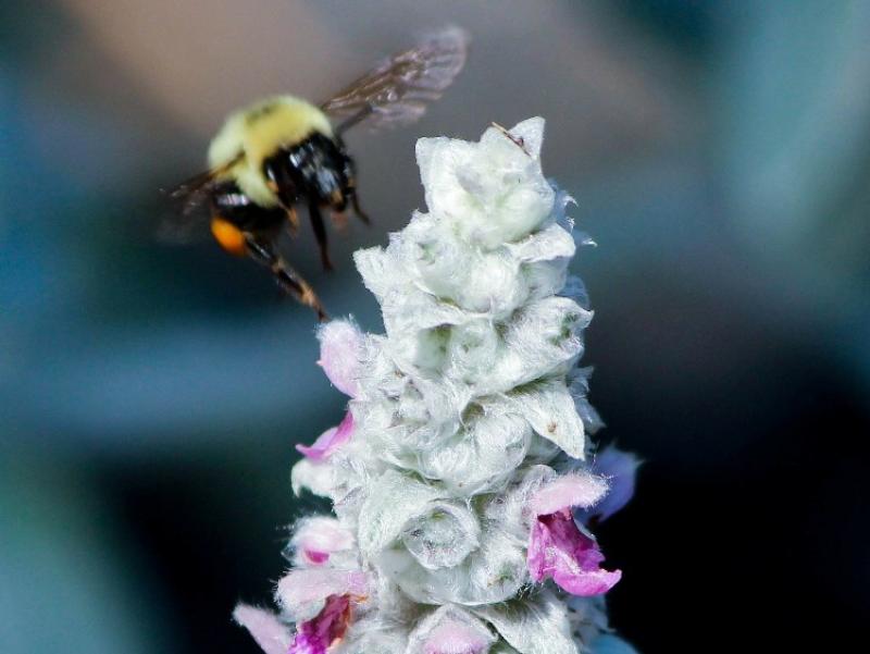 Gardening with James Vaughan: Plants for children