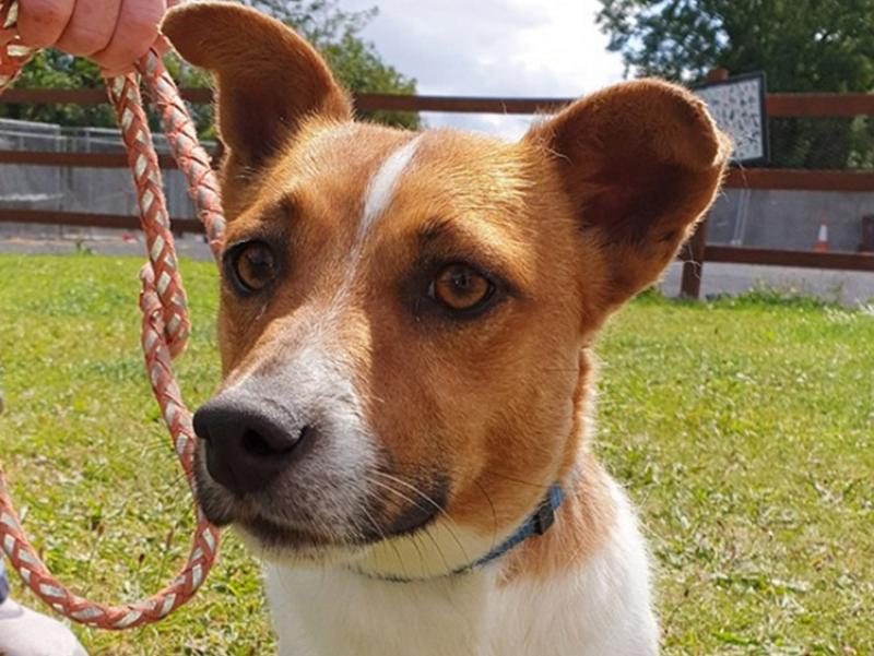 Mo Chara:  Wonderful Woody – You’ve got a friend in Me!