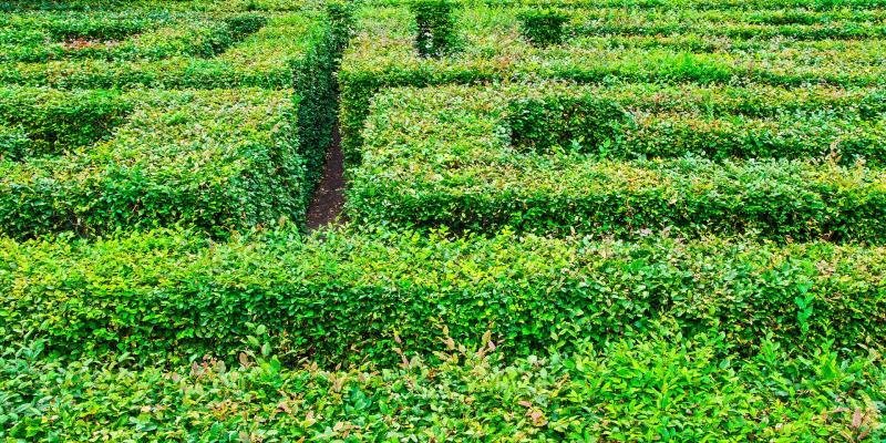 Gardening with James Vaughan: Garden fun with a  living maze
