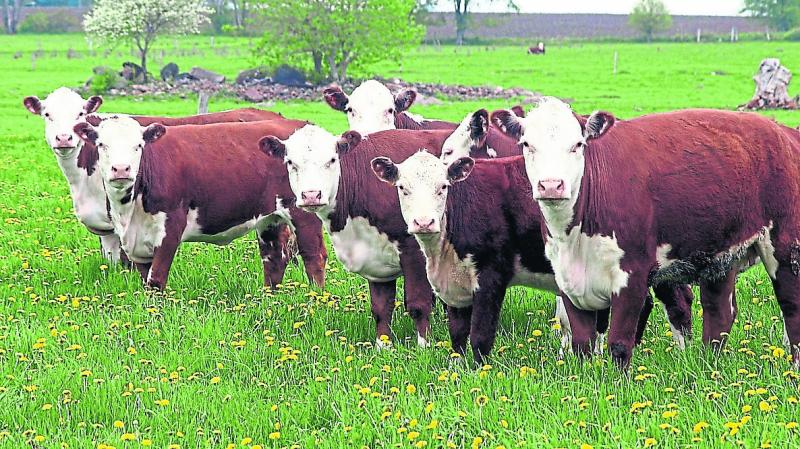 'Farmers who need to sell their cattle and sheep should be allowed to do so,' - IFA comment on Beef Plan protest 
