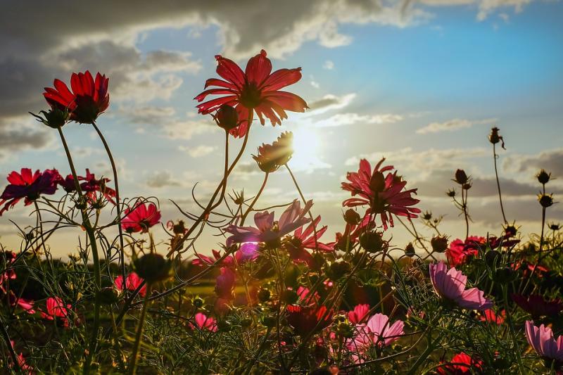 Cabragh Wetlands: From grayscale to brilliant technicolour 