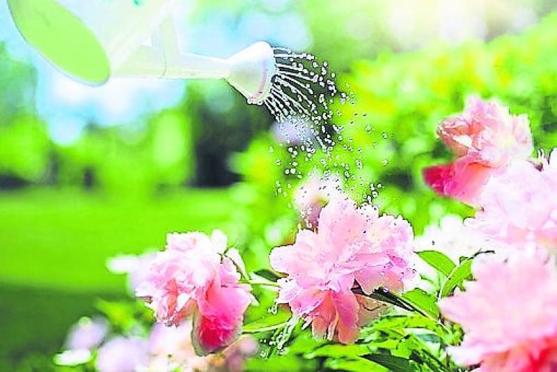 Gardening with James Vaughan: water conservation