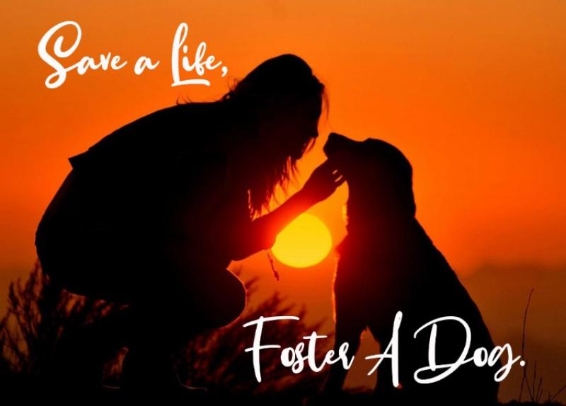 Mo Chara: Foster a dog, save a life