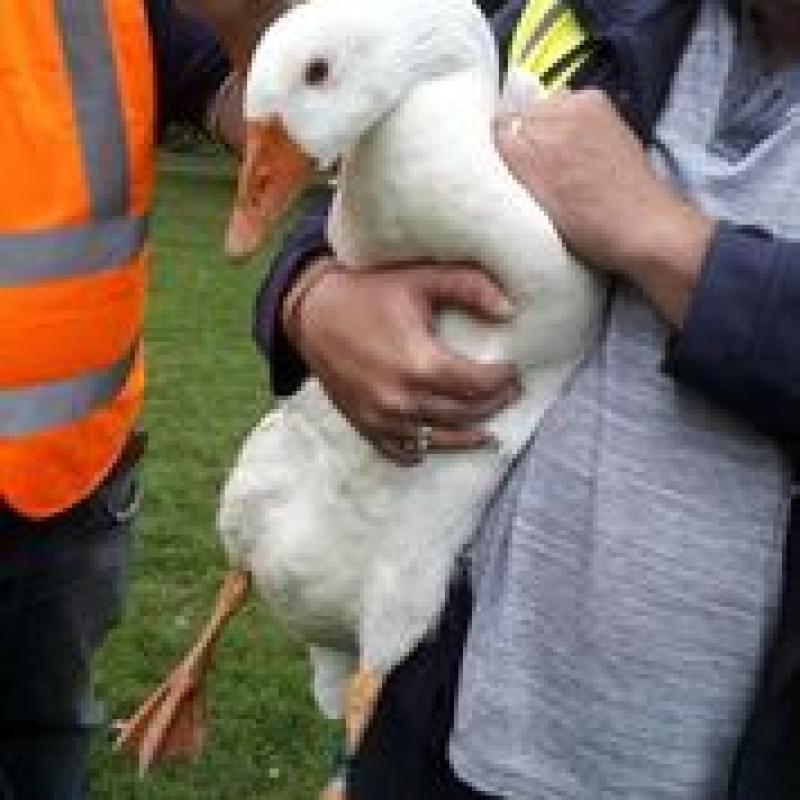 The Goose was struggling to free himself from fishing line wrapped tightly around his leg