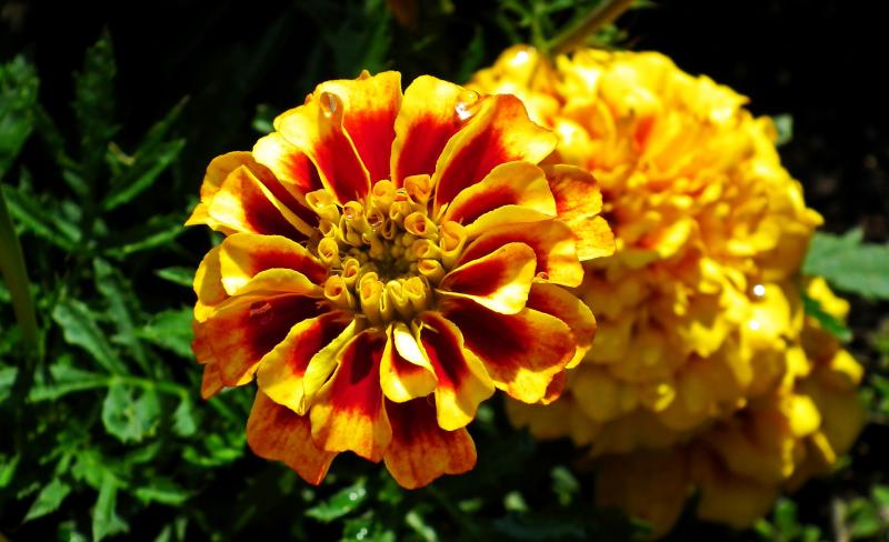 Gardening with James Vaughan: Gathering seeds from flowers