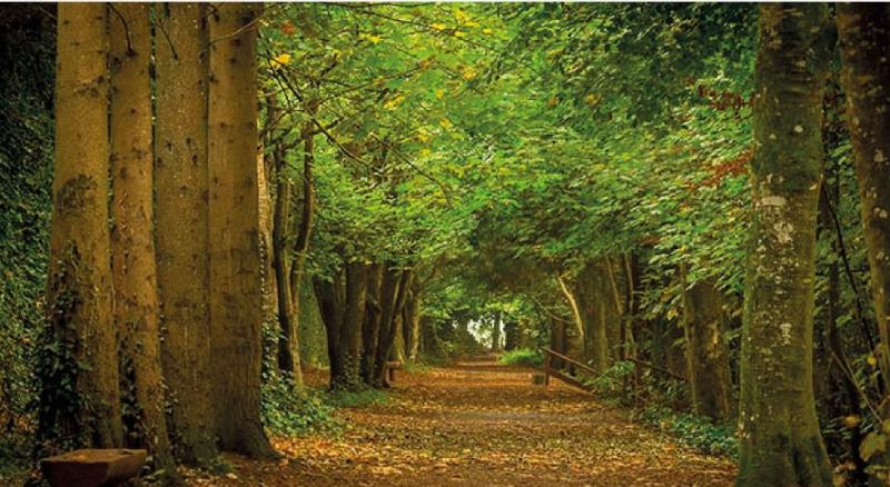 If you go down to the woods today in Tipperary - you'll find Suaimhneas sna Coillte