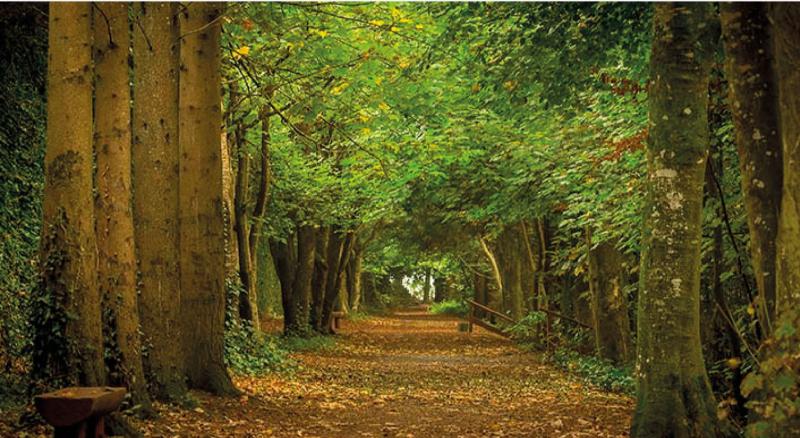 A haven in Tipperary for artists and writers - Suaimhneas sna Coillte