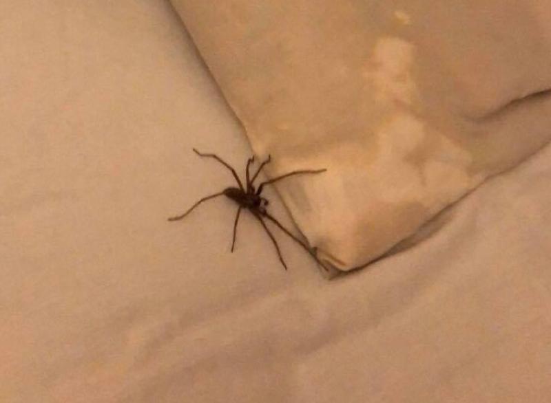 Creepy crawlies invade Kildare homes as 'spider season' gets underway!