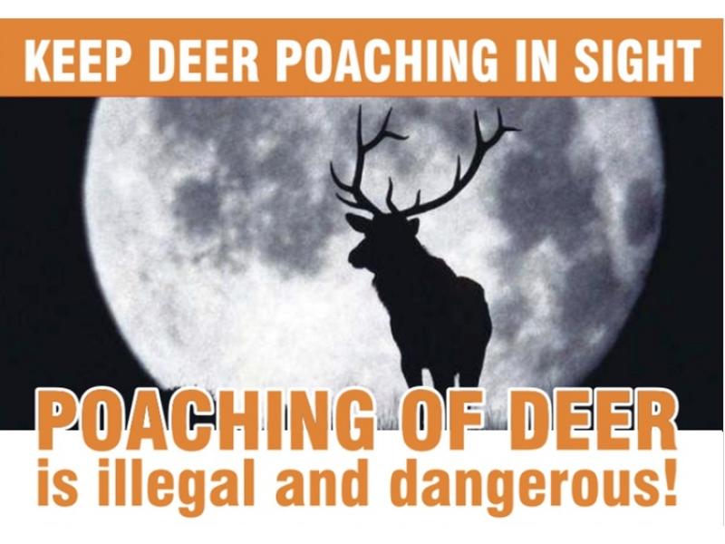 Campaign targets the illegal killing of wild deer