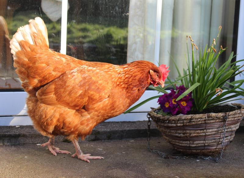 Charity calls on Tipp residents to save hens.  Picture Niamh Cubie 