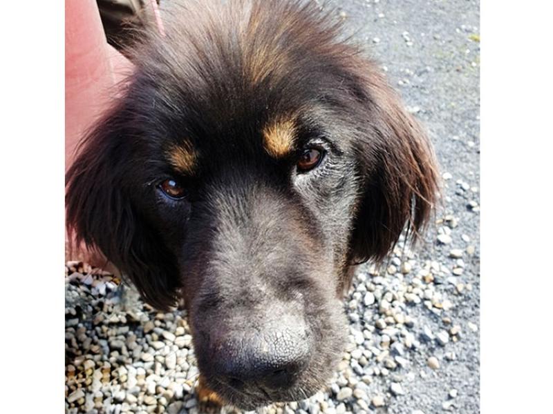 Mo Chara:  Fabulous Fagan – he won’t pick your pockets but he will steal your heart!