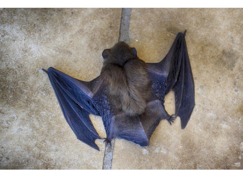 Biodiversity training on bats for Tidy Towns and community groups