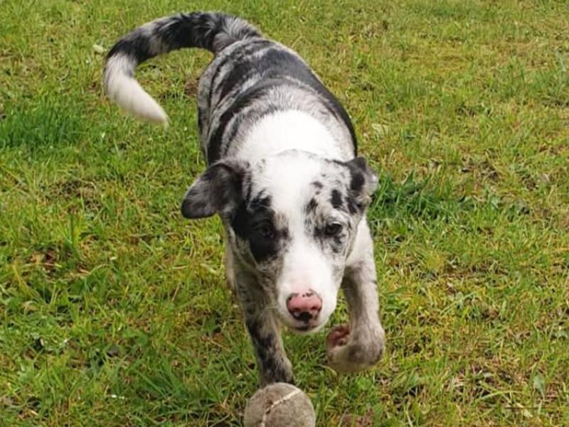 Mo Chara: Beautiful Bean, the Blue Merle Collie girl