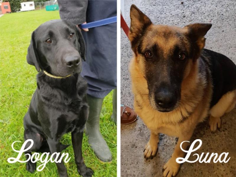 Mo Chara: The Lovely Logan & Luna