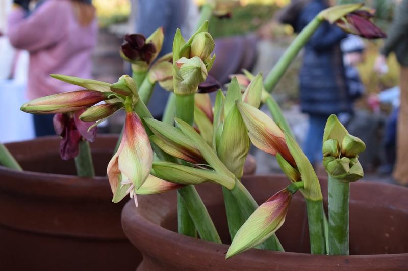 Gardening with James Vaughan: Christmas Flower Bulbs