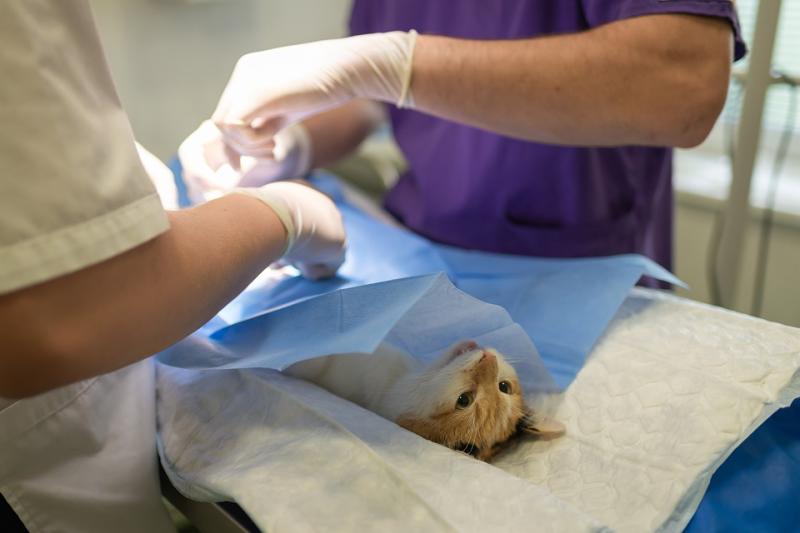 Waterford man elected to Veterinary Council of Ireland